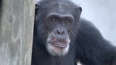 Ep102_MeetTheChimps_18_f.jpg