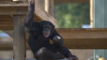 Ep103_MeetTheChimps_13_f.jpg
