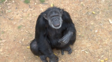 Ep104_MeetTheChimps_20_f.jpg