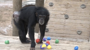 Ep106_MeetTheChimps_18_f.jpg