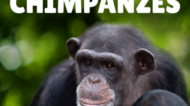 Rencontre avec les Chimpanzés