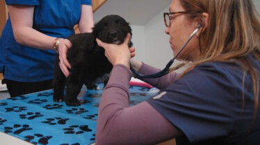 PorcupinePosse_610_DrOakleyYukonVet_LR_1.JPG