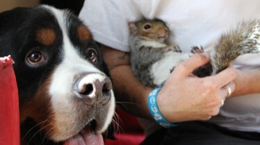 Drôles d'amis  Le Chihuahua et le poussin 3.jpg