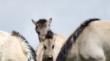 Europe, continent sauvage  Le retour des charognards 1.JPG