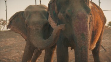 Les secouristes de la jungle  Au secours des éléphants 2.JPG