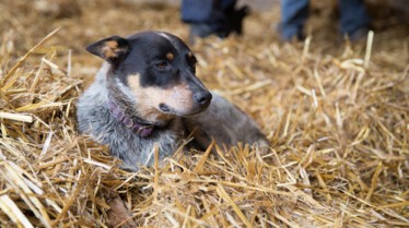 L'incroyable Dr Pol  Le royaume des chiens 3.jpg