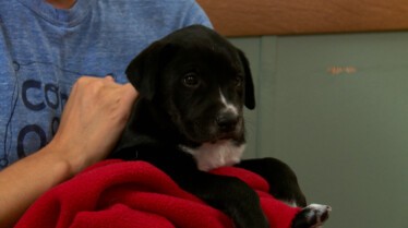 L'incroyable Dr Pol  Le royaume des chiens.jpg