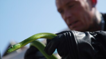 Snakes in the city 3.jpg