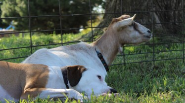 Drôles d'amis  Mon chat, ce héros 1.jpg