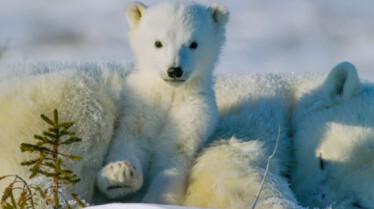 Mission spéciale  Les animaux du grand froid 1.jpg