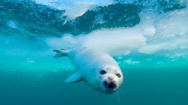 Mission spéciale  Les animaux du grand froid 2.jpg