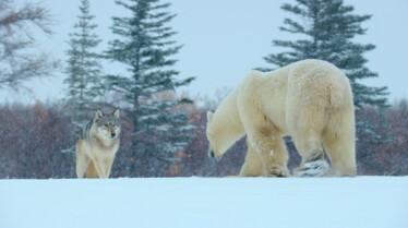 Mission spéciale  Les animaux du grand froid 4.jpg