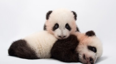 JoelSartore_PhotoArk_06.jpg