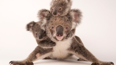 JoelSartore_PhotoArk_07.jpg