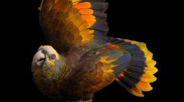 JoelSartore_PhotoArk_10.jpg