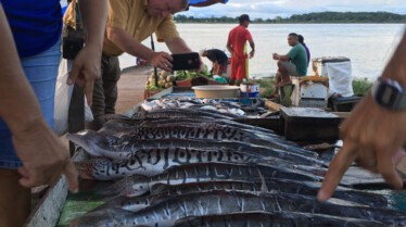 Photo Ark 1.JPG