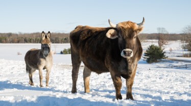 ShowMeTheHoney_IncredibleDrPol_Ep705_08.jpg