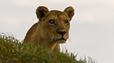 Les derniers lions (2).jpg