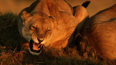 Les derniers lions.jpg