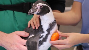 Au coeur du zoo  4.jpg