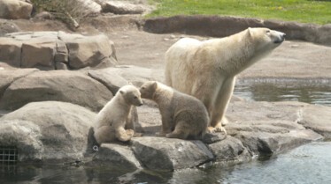 Au coeur du zoo Baby-boom (3).jpg