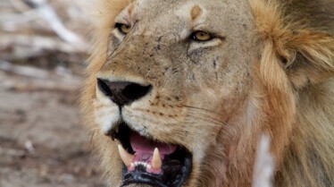 Game of Lions.JPG