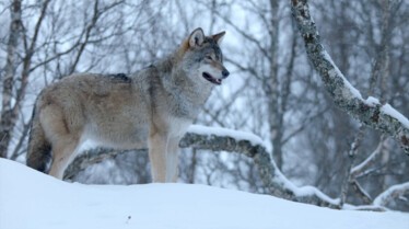 LES MERVEILLES CACHÉES DE L’HIVER (6).JPG