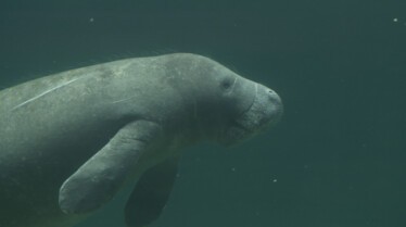 Au coeur du zoo Comme à la maison (3).jpg