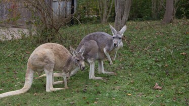 Au coeur du zoo Comme à la maison (4).jpg