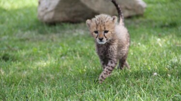 Au coeur du zoo Comme à la maison.jpg
