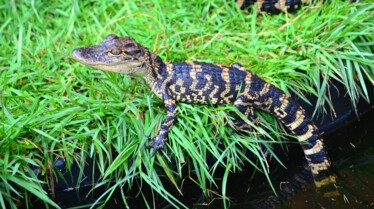 Chasseurs de pythons  La rafle des crotales.jpg