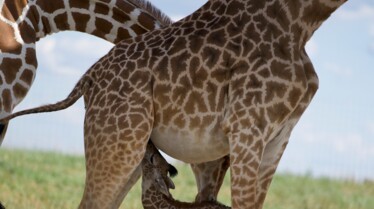 Au coeur du zoo Mon beau sabot (2).jpg