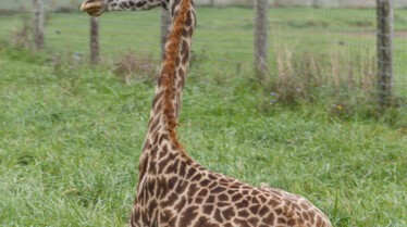 Au coeur du zoo Mon beau sabot.jpg