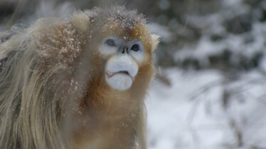 LES MERVEILLES CACHÉES DE L’HIVER (8).jpg