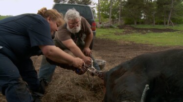 L'incroyable Dr Pol  Dr Pol à la rescousse (2).jpg