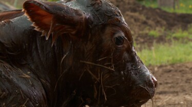 L'incroyable Dr Pol  Dr Pol à la rescousse (3).jpg