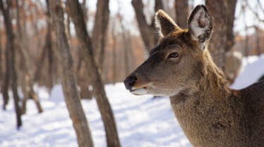 EP102_AsiasFrozenWilderness_WintersHiddenWonders_02.jpg