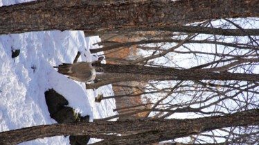 EP102_AsiasFrozenWilderness_WintersHiddenWonders_03.jpg