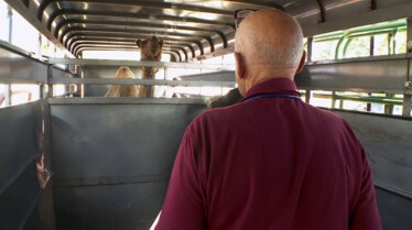 L'incroyable Dr Pol  Après l’effort, le réconfort.JPG