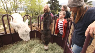 Michelle ou la vie sauvage  Vaccination pour le Lynx (2).jpg