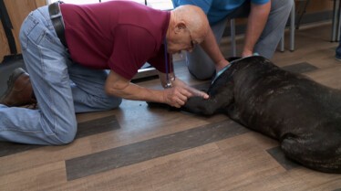 L'incroyable Dr Pol  Mi-chien mi-oie (2).JPG