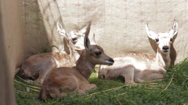 Au cœur du zoo  L’étoile montante (3).jpg