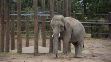 Au cœur du zoo  L’attente de l’éléphanteau (2).jpg