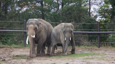 Au cœur du zoo  L’attente de l’éléphanteau.jpg