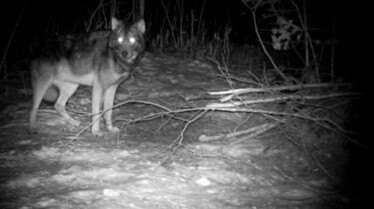 Mon ami Casey  Attention loup méchant (2).JPG