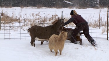 L'incroyable Dr Pol  Vétos de garde (2).JPG