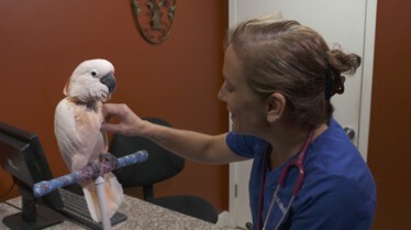Cockaatude_EP506_LR_DrKsExoticAnimalER5_09.jpg