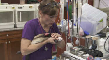 FerretFreakOut_DrKsExoticER_Ep409_LR_06.jpg