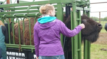 Michelle ou la vie sauvage  La colère du bison (2).jpg