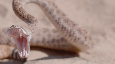 Serpent à sonnette  la terreur du désert (2).jpg